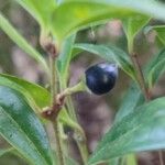 Sarcococca confusa Frucht