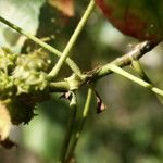 Dombeya ciliata Máis