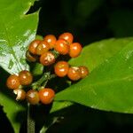 Psychotria racemosa Ffrwyth