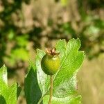 Crataegus monogyna Frukto