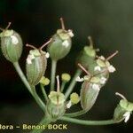 Heracleum pumilum Mbuma