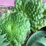 Aeonium tabulaeforme Хабит