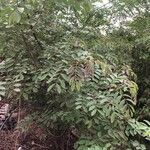 Cassia sieberiana Fruit