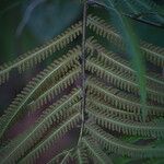 Thelypteris interrupta Frukto