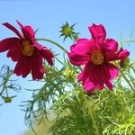 Cosmos bipinnatus Libunga
