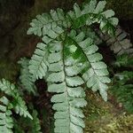 Adiantum vogelii Frunză