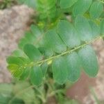 Phyllanthus niruri 葉