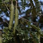 Sophora denudata Fruto