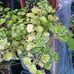 Coleus madagascariensis Leaf