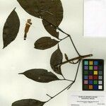 Adenocalymma tanaeciicarpum Hoja