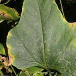 Cayaponia racemosa Leaf