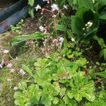 Saxifraga umbrosa Blatt