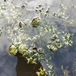 Lemna trisulca Hoja