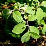 Lonicera maackii Feuille