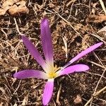 Colchicum montanum Flor