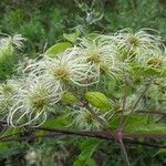 Clematis virginiana Fruto