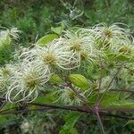 Clematis virginiana Plod