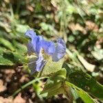 Commelina virginica Цветок