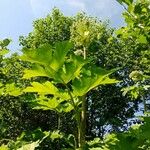 Heracleum mantegazzianum Habit