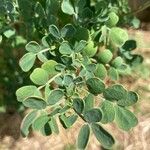 Coronilla glaucaLeaf