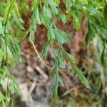 Asplenium x alternifolium Blad