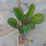 Ipomoea pes-caprae Leaf