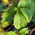 Distimake aegyptius पत्ता