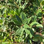 Arbutus unedo葉