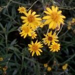 Senecio pterophorus Flower