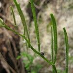 Cardamine graeca Fruit