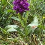 Dactylorhiza purpurella Blüte