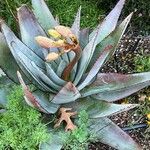 Aloe capitata برگ