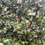 Ilex meserveae Folha