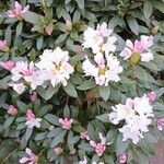 Rhododendron maximum ফুল