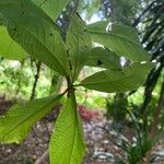 Cordia incognita