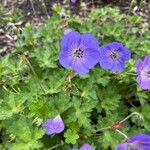 Geranium platypetalumKwiat