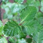 Nothofagus pumilio Leaf