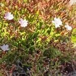 Limonium articulatum Blatt