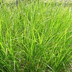 Carex tribuloides Hábito