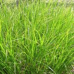 Carex tribuloides Хабит