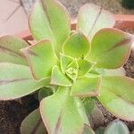 Aeonium leucoblepharum برگ