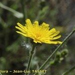 Hieracium hecatadenum Цвят