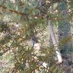 Podocarpus totara Hoja