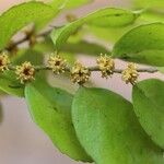 Drypetes gerrardii Flower