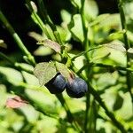 Vaccinium myrtillusПлід