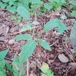 Swietenia macrophylla Лист