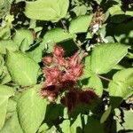 Rubus phoenicolasius Fruto