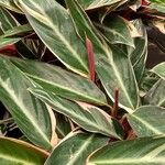Stromanthe thalia Habit