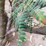 Acacia farnesiana برگ