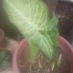 Syngonium angustatum Leht